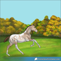 Horse Color:Bay Pearl Dun Tobiano Appaloosa Rabicano