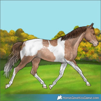 Horse Color:Bay Snowdrop Pearl Tobiano Snowcap Rabicano