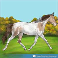 Horse Color:White Spotted Bay Snowdrop Dun Tobiano Snowcap Rabicano 