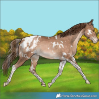 Horse Color:White Spotted Bay Pearl Tobiano Appaloosa Rabicano 