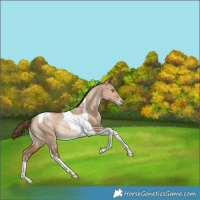 Horse Color:Bay Pearl Dun Tobiano Rabicano 