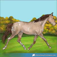 Horse Color:White Spotted Bay Pearl Dun Rabicano