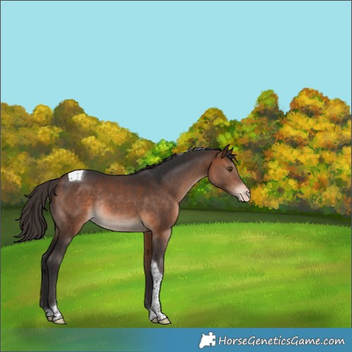 Horse Color:Bay Tobiano Appaloosa Rabicano 