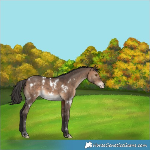 Horse Color:White Spotted Brown Dun Appaloosa Rabicano 