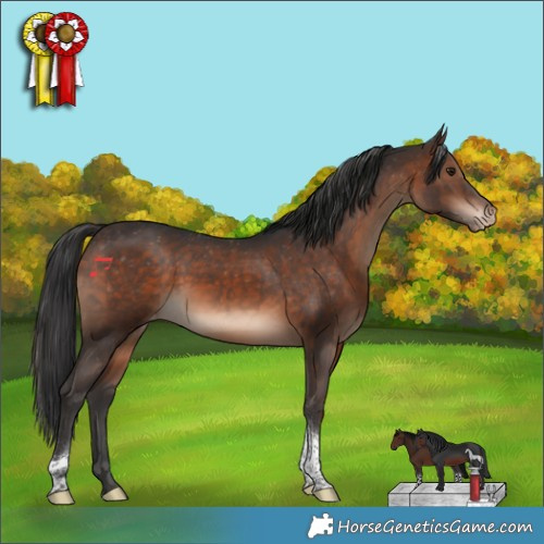 Horse Color:Brown Tobiano Appaloosa Rabicano 