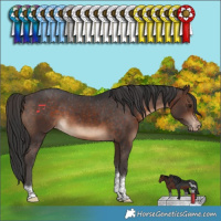 Horse Color:Brown Tobiano Blanket Rabicano