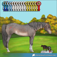 Horse Color:Brown Tobiano Appaloosa Rabicano 