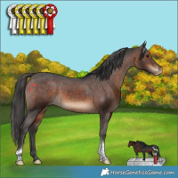 Horse Color:Brown Tobiano Appaloosa Rabicano 