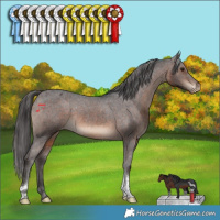 Horse Color:Brown Tobiano Appaloosa Rabicano 