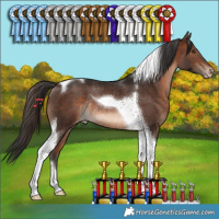Horse Color:Brown Tobiano Appaloosa Rabicano 