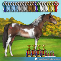 Horse Color:Brown Tobiano Appaloosa Rabicano