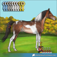 Horse Color:Brown Tobiano Appaloosa Rabicano