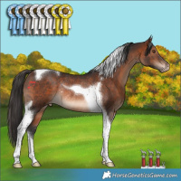 Horse Color:Brown Tobiano Appaloosa Rabicano 