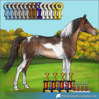 Horse Color:Brown Tobiano Appaloosa Rabicano 