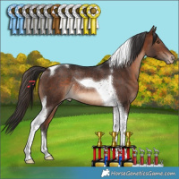 Horse Color:Brown Tobiano Appaloosa Rabicano