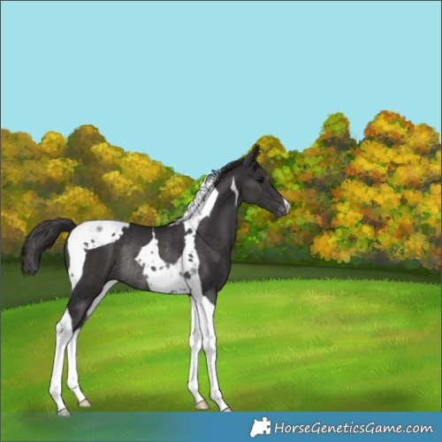 Horse Color:Smoky Black Tobiano Appaloosa Rabicano 