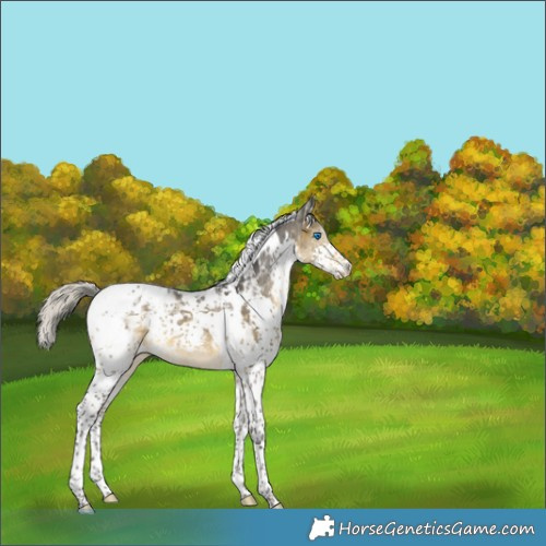 Horse Color:Silver Buckskin Splash Tobiano Appaloosa Rabicano 