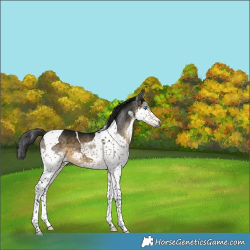 Horse Color:Gray Buckskin Splash Tobiano Varnish 