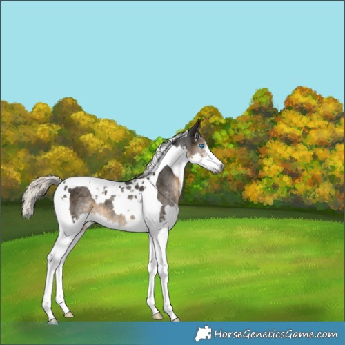 Horse Color:Gray Silver Smoky Black Splash Tobiano Varnish Rabicano 
