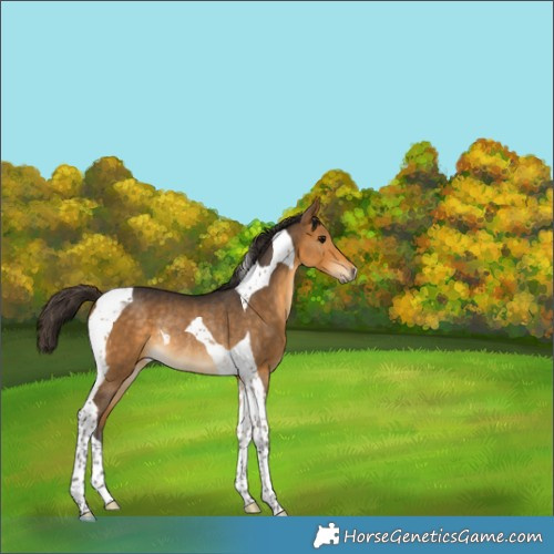Horse Color:Buckskin Tobiano Rabicano