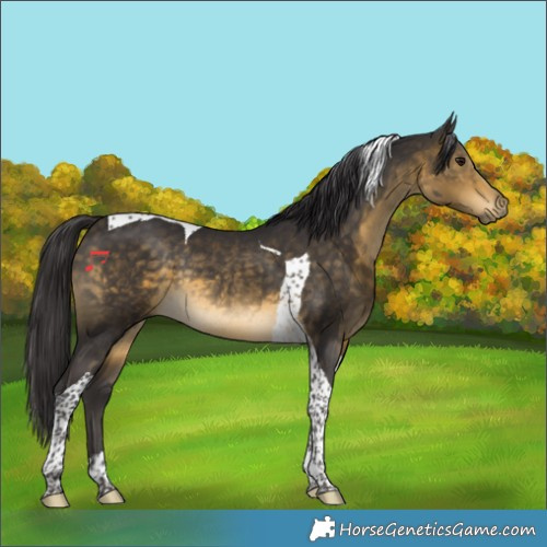 Horse Color:Buckskin Tobiano Rabicano 