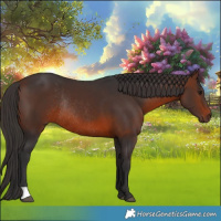 Horse Color:Brown Rabicano 