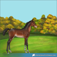 Horse Color:Brown Tobiano Varnish 