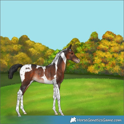 Horse Color:Brown Tobiano Appaloosa Rabicano 