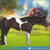 Horse Color:Liver Chestnut Tobiano