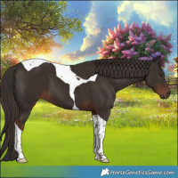 Horse Color:Liver Chestnut Tobiano 
