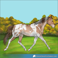 Horse Color:White Spotted Bay Snowdrop Sabino Blanket Rabicano 