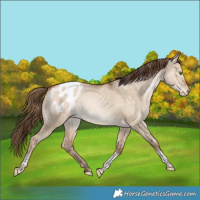 Horse Color:Bay Pearl Dun Sabino Tobiano Appaloosa Rabicano
