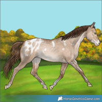 Horse Color:White Spotted Bay Snowdrop Pearl Dun Sabino Blanket Rabicano 