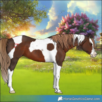 Horse Color:Liver Chestnut Splash Tobiano 