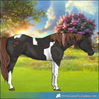 Horse Color:Liver Chestnut Tobiano 
