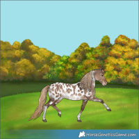 Horse Color:White Spotted Liver Red Dun Tobiano Appaloosa Rabicano