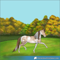 Horse Color:White Spotted Liver Red Dun Pearl Tobiano Rabicano