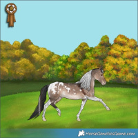 Horse Color:White Spotted Brown Dun Tobiano Appaloosa Rabicano