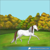 Horse Color:Brown Pearl Dun Tobiano Appaloosa Rabicano