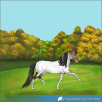 Horse Color:White Spotted Bay Dun Tobiano Appaloosa Rabicano