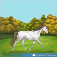 Horse Color:White Spotted Bay Snowdrop Pearl Dun Near Fewspot Rabicano 