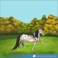 Horse Color:White Spotted Brown Dun Tobiano Blanket Rabicano