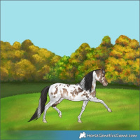 Horse Color:White Spotted Bay Dun Tobiano Appaloosa Rabicano