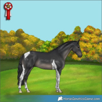 Horse Color:Black Tobiano 