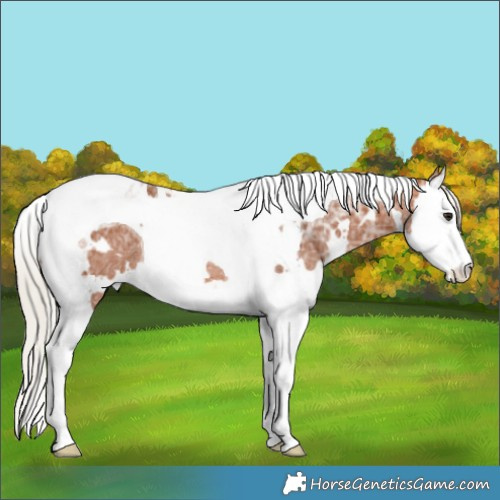 Horse Color:White Spotted Silver Bay Ice Splash Tobiano Rabicano 