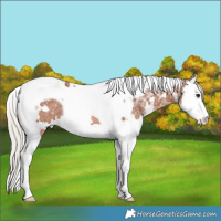 Horse Color:White Spotted Silver Bay Ice Splash Tobiano Rabicano 
