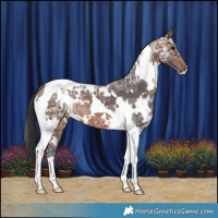 Horse Color:White Spotted Brown Ice Tobiano 