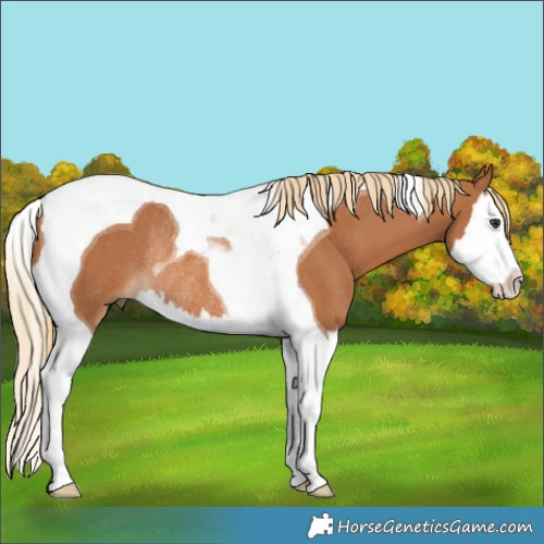 Horse Color:Chestnut Splash Tobiano Rabicano 