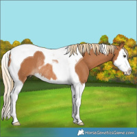 Horse Color:Chestnut Splash Tobiano Rabicano 