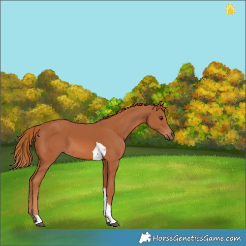 Horse Color:Chestnut Tobiano 